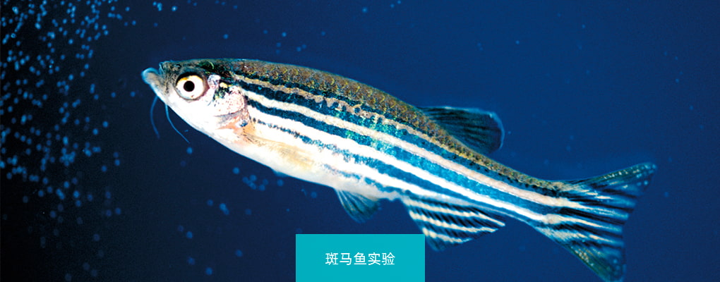 安全檢測
